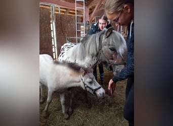 Ponis Shetland, Yegua, 12 años, 102 cm, Atigrado/Moteado