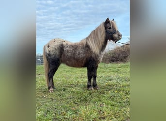 Ponis Shetland Mestizo, Yegua, 12 años, 103 cm, Atigrado/Moteado