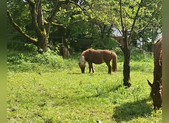 Ponis Shetland, Yegua, 12 años, 105 cm, Alazán