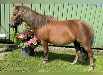 Ponis Shetland, Yegua, 12 años, 105 cm, Castaño