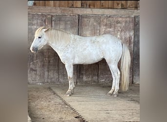 Ponis Shetland, Yegua, 12 años, 105 cm, Musgo marrón
