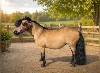 Ponis Shetland, Yegua, 12 años, 88 cm, Castaño