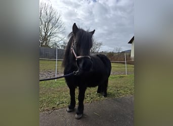 Ponis Shetland, Yegua, 12 años, 98 cm, Negro