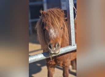 Ponis Shetland, Yegua, 13 años, 100 cm, Alazán rojizo