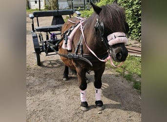 Ponis Shetland, Yegua, 13 años, 105 cm, Alazán-tostado