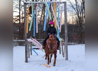 Ponis Shetland, Yegua, 13 años, 122 cm, Alazán-tostado