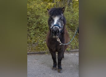 Ponis Shetland, Yegua, 13 años, 85 cm, Negro