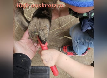 Ponis Shetland, Yegua, 13 años, 89 cm, Castaño