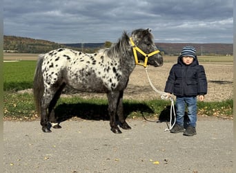 Ponis Shetland, Yegua, 13 años, 90 cm, Atigrado/Moteado