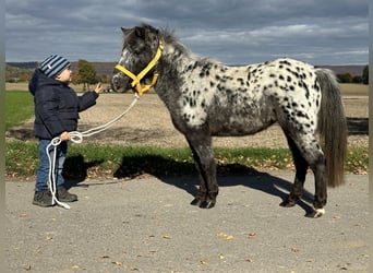 Ponis Shetland, Yegua, 13 años, 90 cm, Atigrado/Moteado