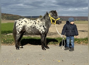 Ponis Shetland, Yegua, 13 años, 90 cm, Atigrado/Moteado
