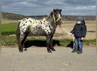 Ponis Shetland, Yegua, 13 años, 90 cm, Atigrado/Moteado
