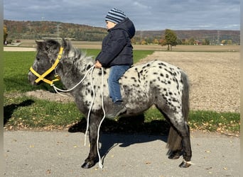 Ponis Shetland, Yegua, 13 años, 90 cm, Atigrado/Moteado