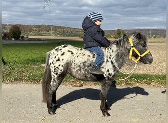 Ponis Shetland, Yegua, 13 años, 90 cm, Atigrado/Moteado