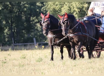 Ponis Shetland, Yegua, 13 años, 98 cm, Negro