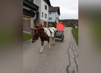 Ponis Shetland Mestizo, Yegua, 14 años, 110 cm, Pío