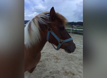 Ponis Shetland Mestizo, Yegua, 14 años, 110 cm, Pío