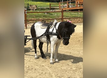 Ponis Shetland, Yegua, 14 años, 114 cm, Pío