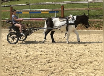Ponis Shetland, Yegua, 14 años, 114 cm, Pío