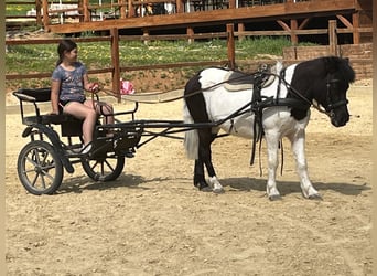 Ponis Shetland, Yegua, 14 años, 114 cm, Pío