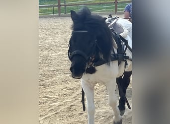 Ponis Shetland, Yegua, 14 años, 114 cm, Pío