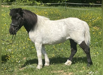 Ponis Shetland, Yegua, 14 años, 114 cm, Pío