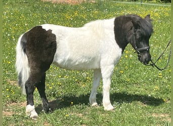 Ponis Shetland, Yegua, 14 años, 114 cm, Pío