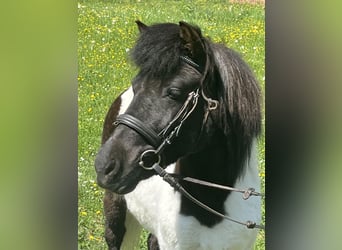 Ponis Shetland, Yegua, 14 años, 114 cm, Pío
