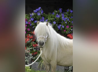 Ponis Shetland, Yegua, 14 años, 80 cm, Palomino