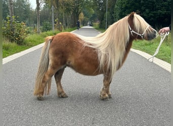 Ponis Shetland, Yegua, 14 años, 81 cm, Alazán
