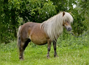 Ponis Shetland, Yegua, 14 años, 89 cm, Alazán