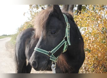 Ponis Shetland, Yegua, 14 años, 94 cm, Morcillo