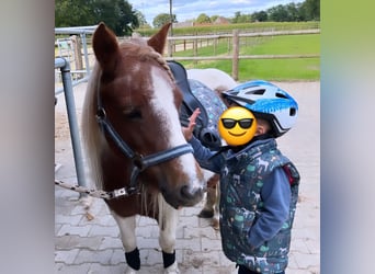 Ponis Shetland, Yegua, 14 años, 96 cm, Pío