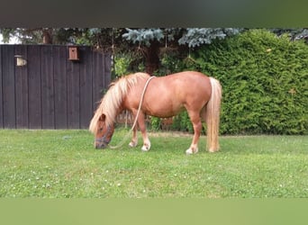 Ponis Shetland, Yegua, 15 años, 105 cm, Alazán