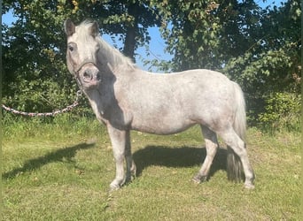 Ponis Shetland, Yegua, 15 años, 105 cm, Atigrado/Moteado