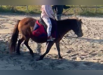 Ponis Shetland, Yegua, 15 años, 112 cm, Castaño oscuro