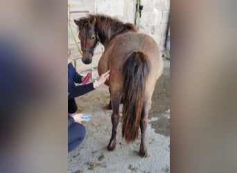 Ponis Shetland, Yegua, 15 años, 112 cm, Castaño oscuro