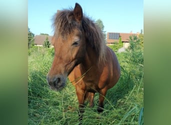 Ponis Shetland, Yegua, 15 años, 112 cm, Castaño oscuro