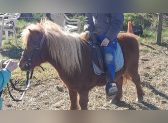 Ponis Shetland, Yegua, 15 años, 85 cm, Alazán