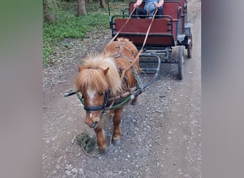 Ponis Shetland, Yegua, 15 años, 85 cm, Alazán
