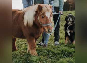 Ponis Shetland, Yegua, 15 años, 85 cm, Alazán