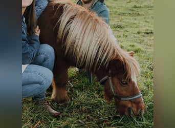 Ponis Shetland, Yegua, 15 años, 85 cm, Alazán