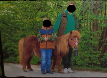 Ponis Shetland, Yegua, 16 años, 85 cm, Alazán