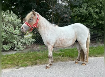 Ponis Shetland, Yegua, 16 años, 90 cm, Atigrado/Moteado