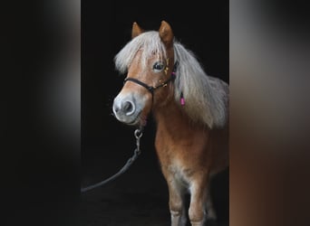 Ponis Shetland, Yegua, 16 años