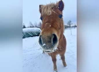 Ponis Shetland, Yegua, 17 años, 106 cm, Alazán