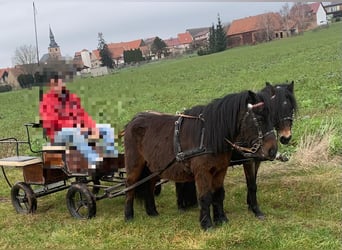 Ponis Shetland Mestizo, Yegua, 17 años, 110 cm, Castaño