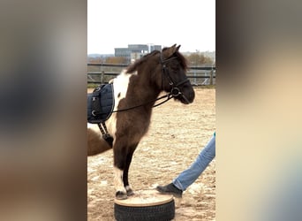 Ponis Shetland Mestizo, Yegua, 17 años, 110 cm, Pío