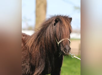 Ponis Shetland, Yegua, 17 años, Alazán