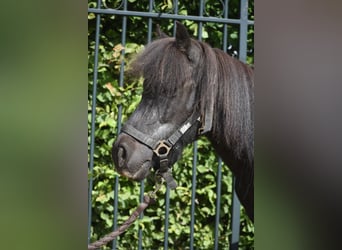Ponis Shetland, Yegua, 18 años, 101 cm, Negro